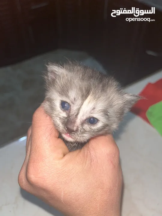 جميل العبادي