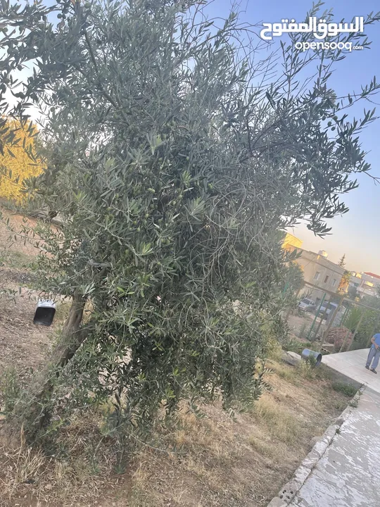 ارض دونم مع بيت ارضي وبيت طابقين