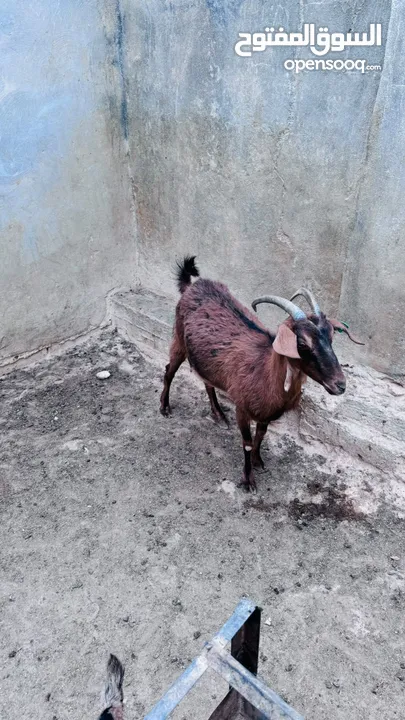 البينو معها حبتين