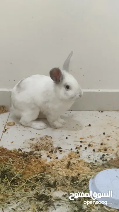 Beautiful Rabbit pair