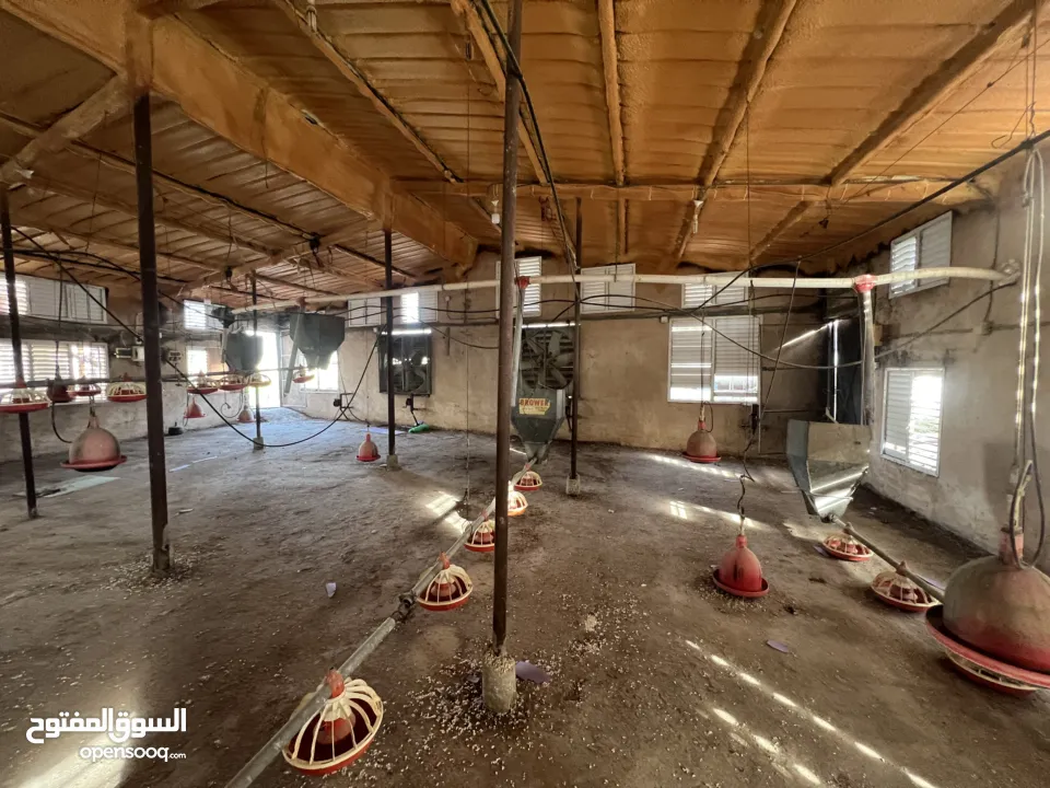 مشروع دواجن متكامل وجاهز للإنتاج – ليس مجرد أرض