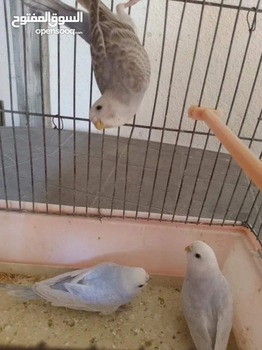 عصافير حب أليف 90%