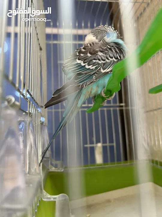 طائر حب نادر أليف  A rare love bird