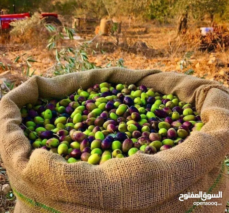 زيت زيتون بلدي بعل إنتاج عجلون