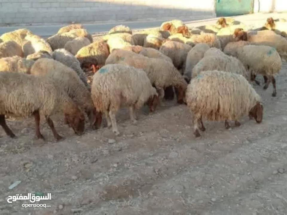 نبدأ بصلاة عل رسول الله  عرووووض   -عرووووض-عروووض  بمناسبة عيد الاضحى المبارك