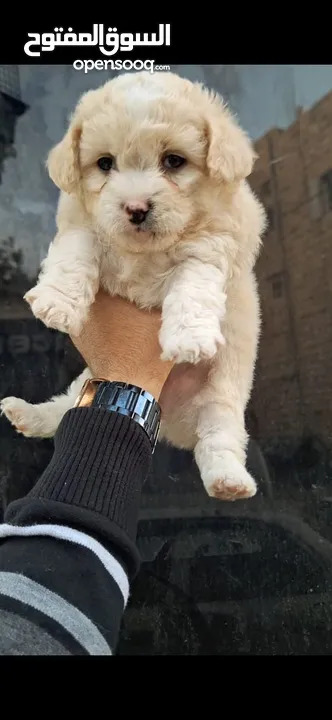 Pure Maltese Terrier puppies, small sizes, two and a half months old, very playful They were very pl
