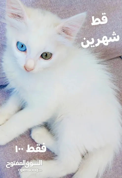 قط انجورة عمره شهرين
