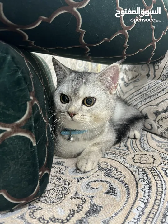 Scottish silver chinchilla