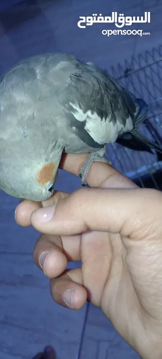 طير كوكتيل للبيع أليف ذكر     يصفر بصوت هادئ وليس  مزعج ويلحن أليف يأتي مع قفصه