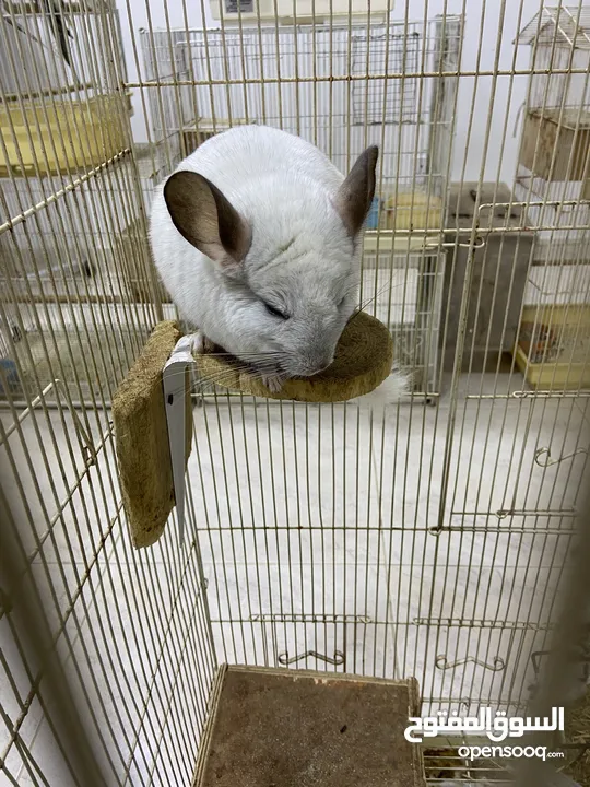 شينشيلا Chinchilla