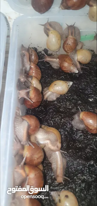 حلزون إفريقيا للبيع الزرقاء الجديده  اتواصل واتس اب فقط