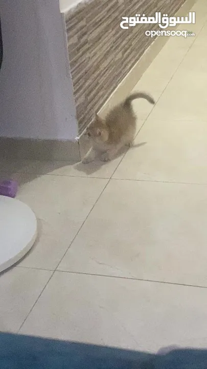 سكوتش ستريت بيور نظيف جدا