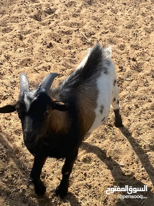 ماعز قزم ذكر   Male Pygmy Goat
