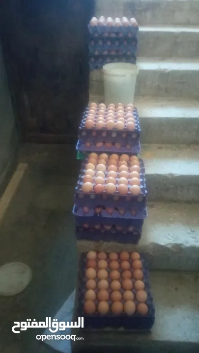 بيض دجاج هندي مخصب للفقاسات