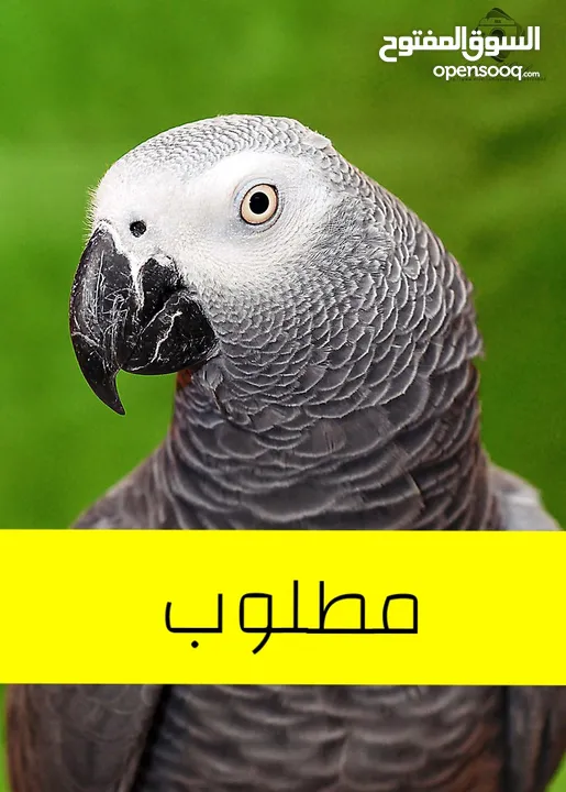 مطلوووووب مطلووووب