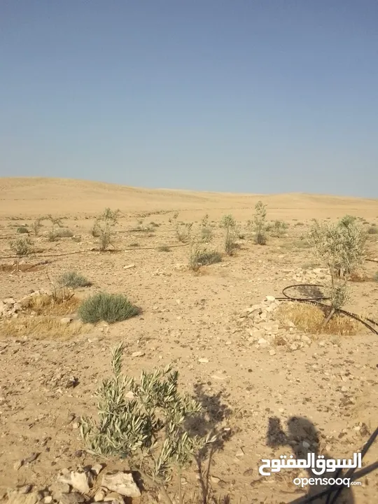 عشره دنمات للبيع