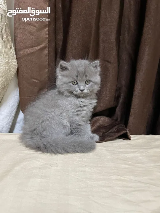 قطط سكوتش فولد
