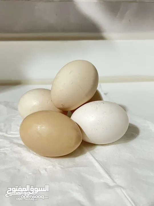 بيض محلي للبيع