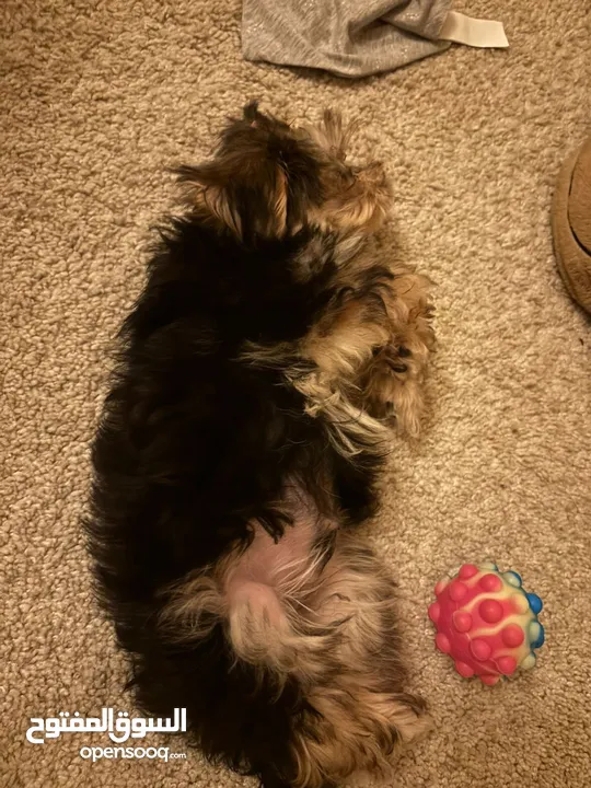 Yorkie puppy for sale