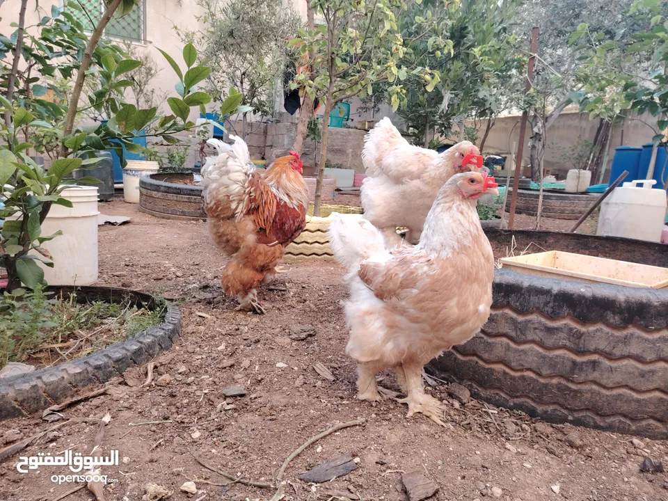 باكستاني، براهما، امهات لاحم فرخات عمر 3 شهور  صوص باكستاني حر  ديوك باكستاني خط أول و فرخات شغالة