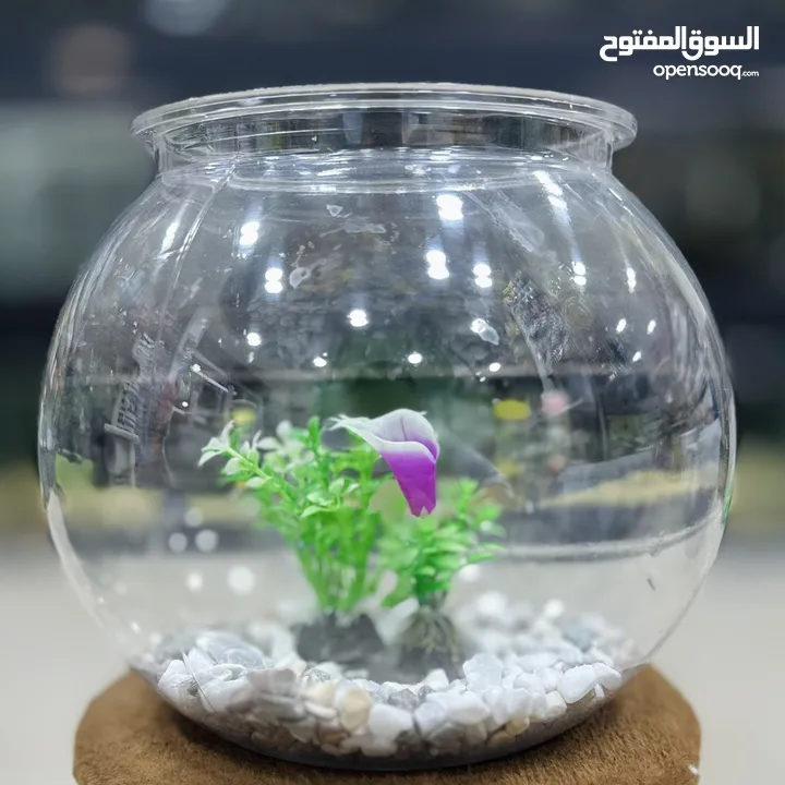 عرض ناار حوض سمك حجم وسط مع 3 سمكات