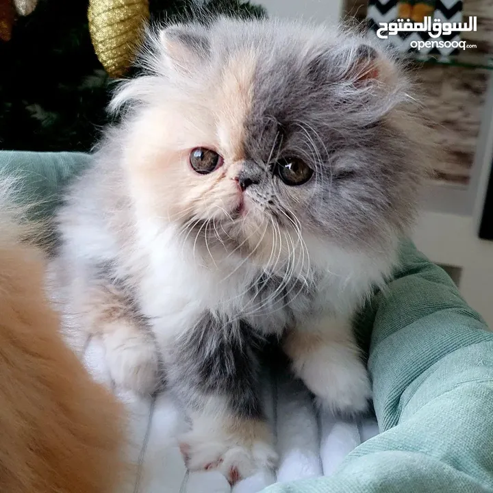 Persian Kitten for Adoption