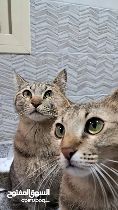 قطتين للتبني - 2 cats for adoption