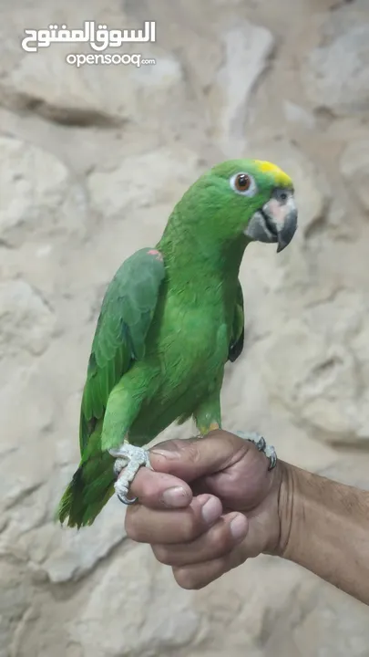ببغاء أمزوني يلو كراون لي البيع و البدل