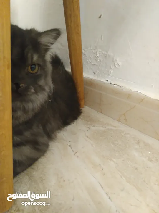 قطة هيمالايا دم قوي عمر 5 شهور وبره ناعمة وكثيفه