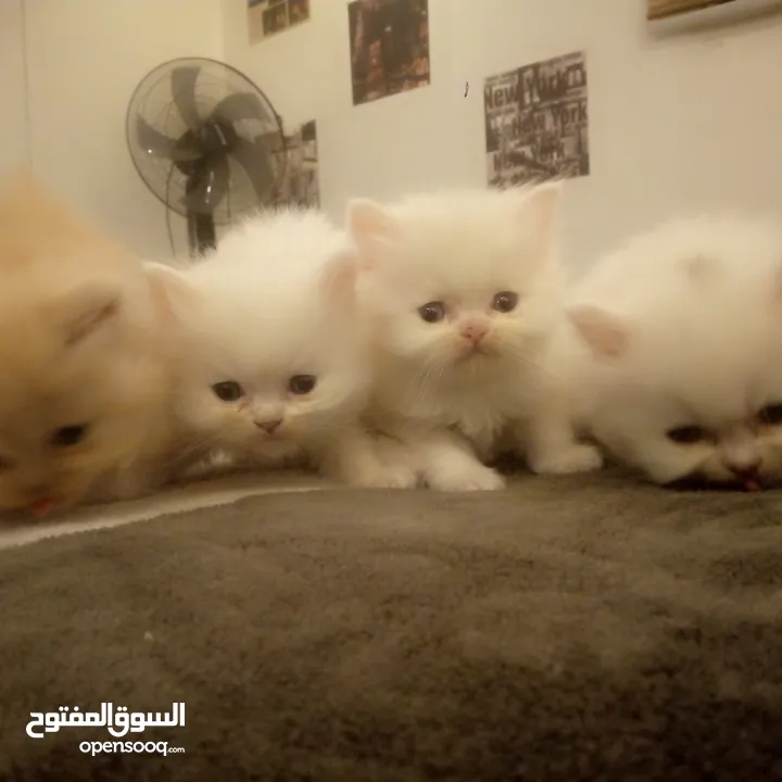 قطط شيرازي للبيع Persian cats for sale