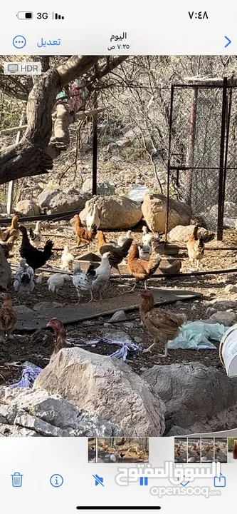 دجاج و دياكه ،عمانيات ،فرنسيات ، كوشن عملاق