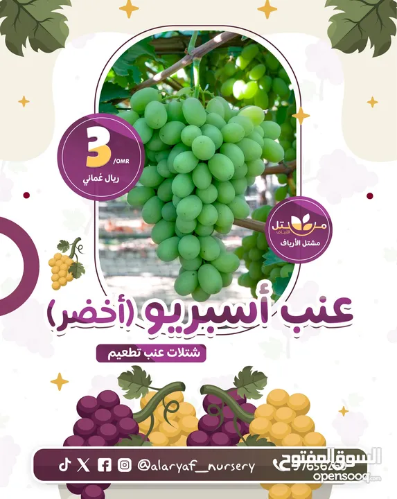 شتلات وأشجار العنب النادرة من مشتل الأرياف أسعار منافسة عنب الأفضل في السوق  grape انگور