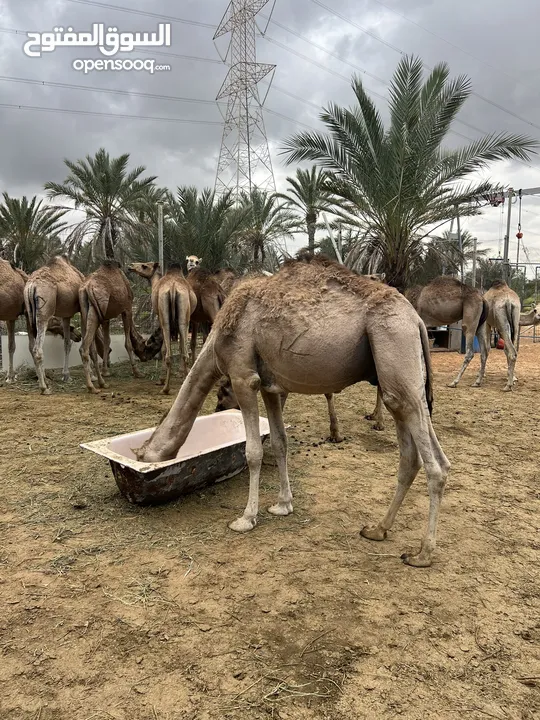 الله ايبارك قعدان مقراسي بي سعر 5.400 او ساهل او وازي الميزان لي يعجبك ميزانهم من 140 لي 160 سعر واح