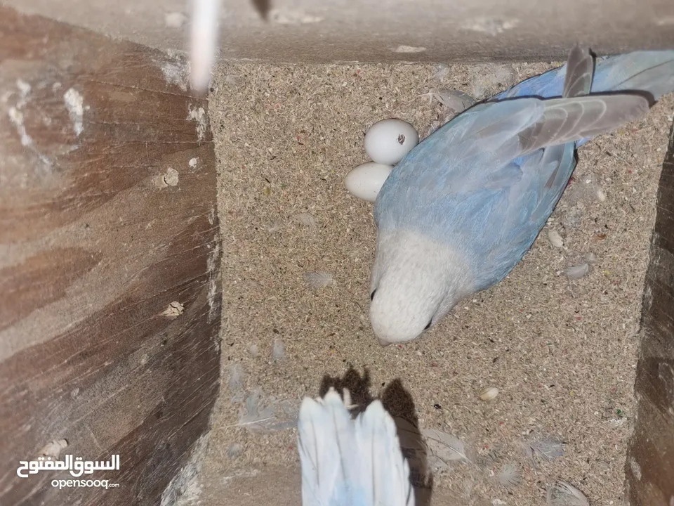 جوزين روز تحتهم فراخ و بيض اقرئ الوصف