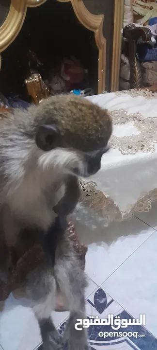 نسناس للبيع  هادي