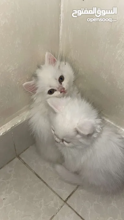 cats 3 months old قطط عمرها 3 شهور