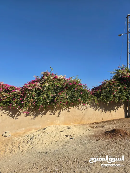 تل الرمان شمال عمان