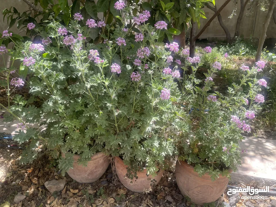 نبتة العطرية مزهرة ورائحة فواحة