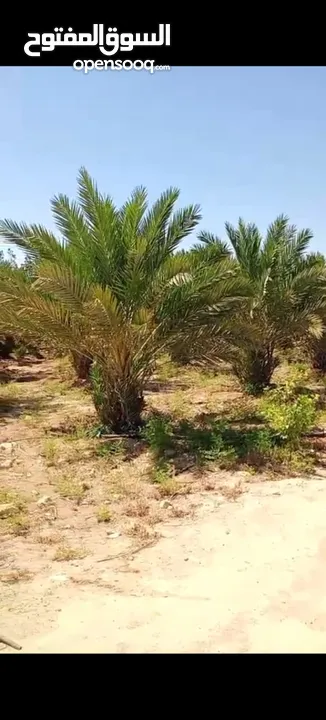 مزرعة للبيع في الكرامة