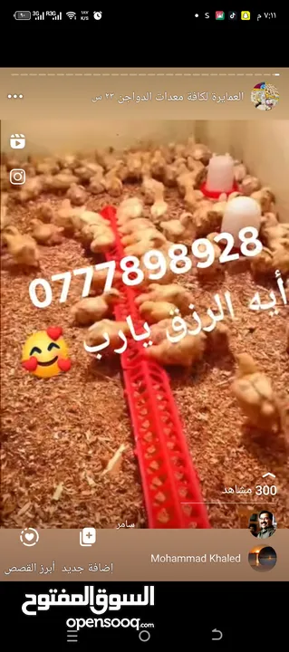 صوص لاحم مزارع   اعلاف ذره صويا شعير وعده محلات الدجاج   كيا فنتيرا موديل 1999ازرق كاش اواقساط
