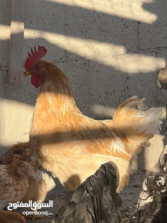 جاج لوهمان + بلدي بياض للبيع