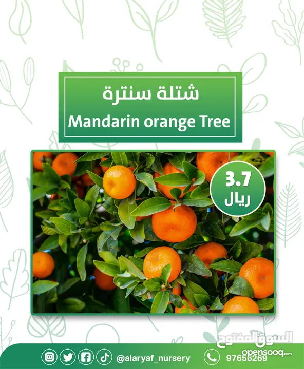 شتلات وأشجار البرتقال والحمضيات من مشتل الأرياف  أسعار منافسة نارنگی /  میندر کا درخت orange tree