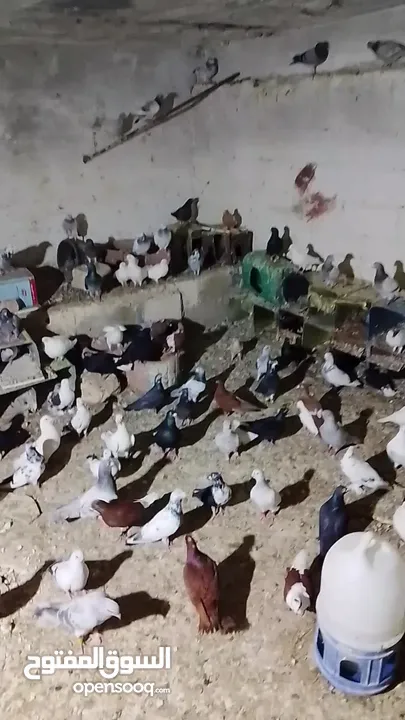 حمام للبيع اجنبي اجواز وفي بلدي اكمن حبه مشكل مشاء الله يطرح البركه لاصحاب النصيب