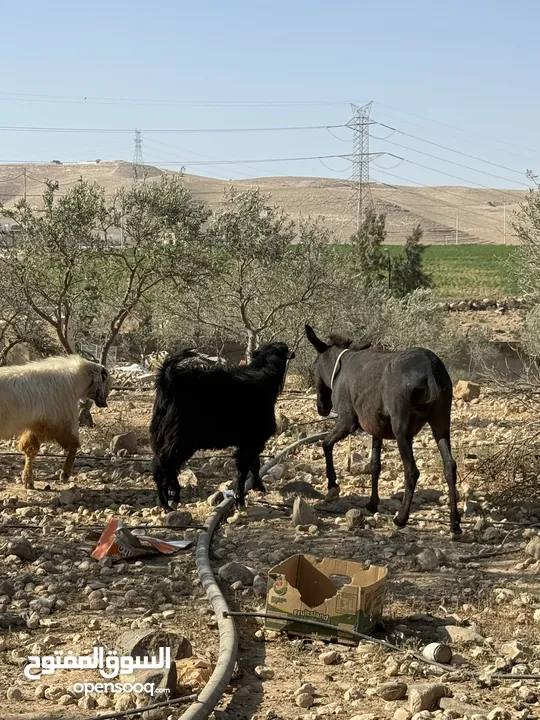 حمارة غنم، عمر سنتين صحة ممتازة