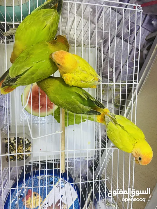 Opaline Lovebirds