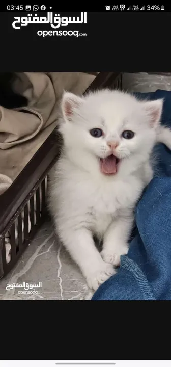 Adorable British Shorthair Kittens Looking for Their Forever Homes – Ready to Join Your Family