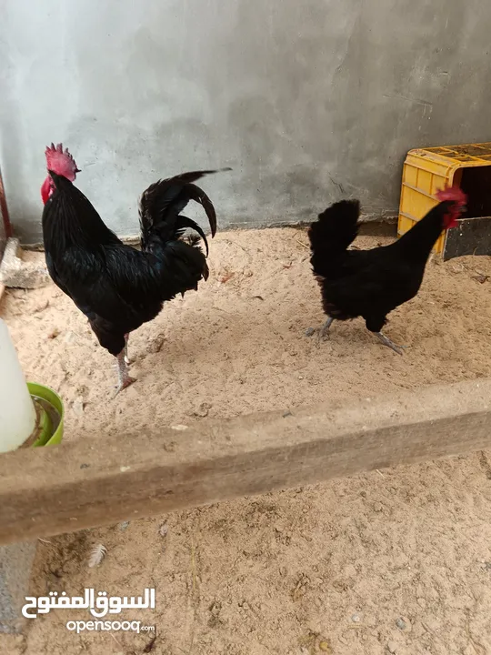 دجاج تهجين لوهمان وجيرسي الأسود