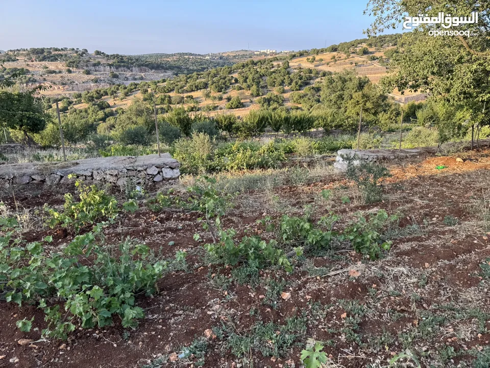 مزرعه للبيع / عجلون / رأس منيف