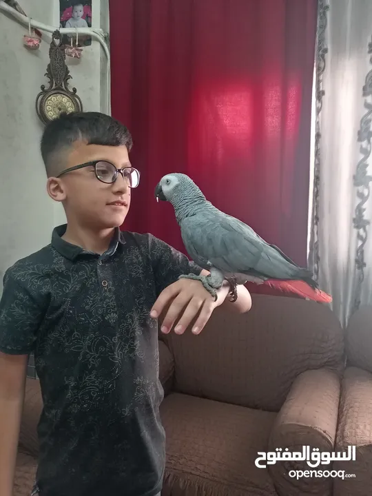 كاسكو متكلم بطلاقه بحكي مواجها