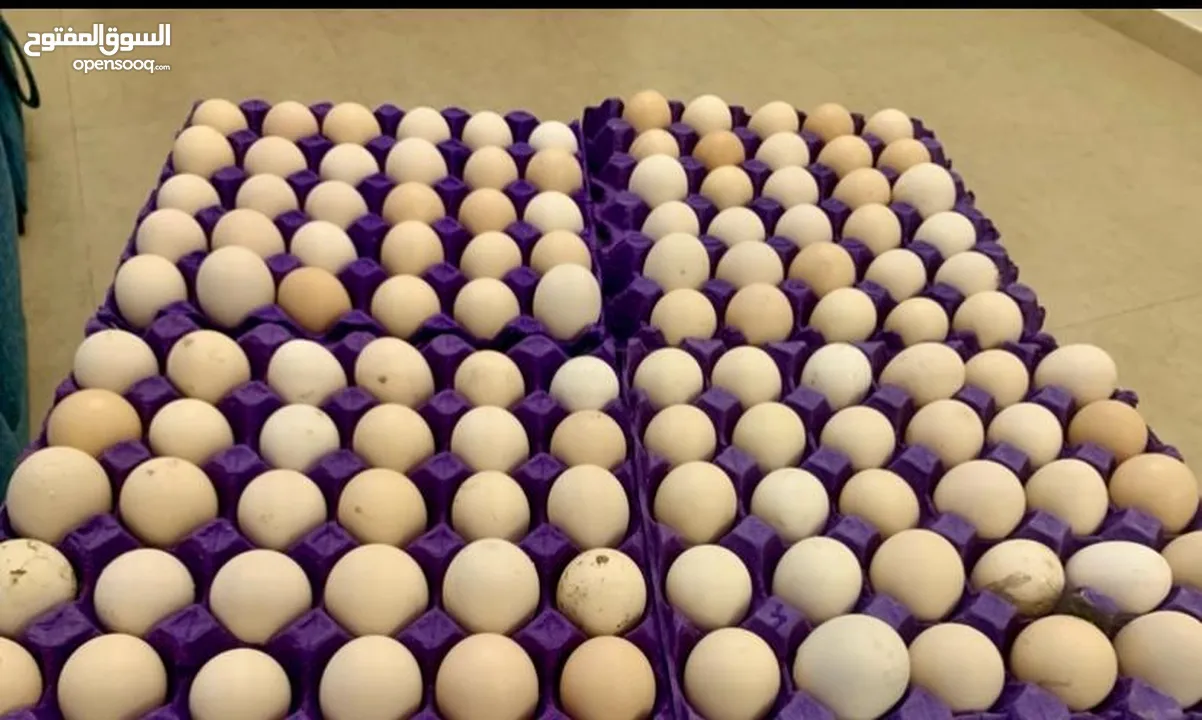 Fresh organic eggs